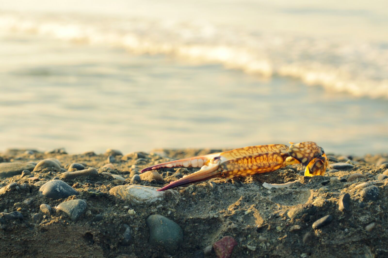 Canon EOS 650D (EOS Rebel T4i / EOS Kiss X6i) + Canon EF 50mm F1.8 II sample photo. Crab, marine, stone photography