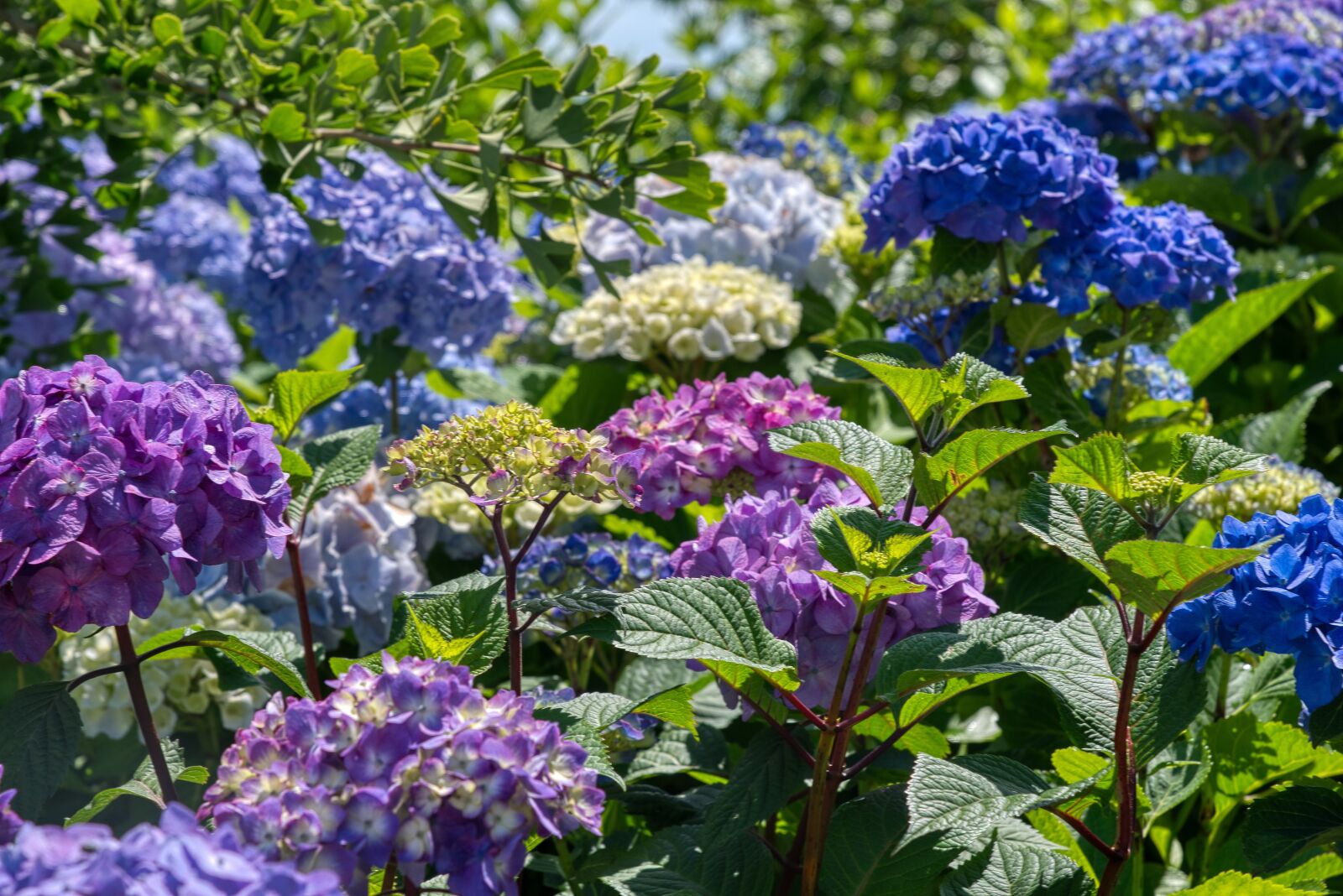 Nikon D750 sample photo. Hydrangeas, hydrangea, hydrangeaceae photography