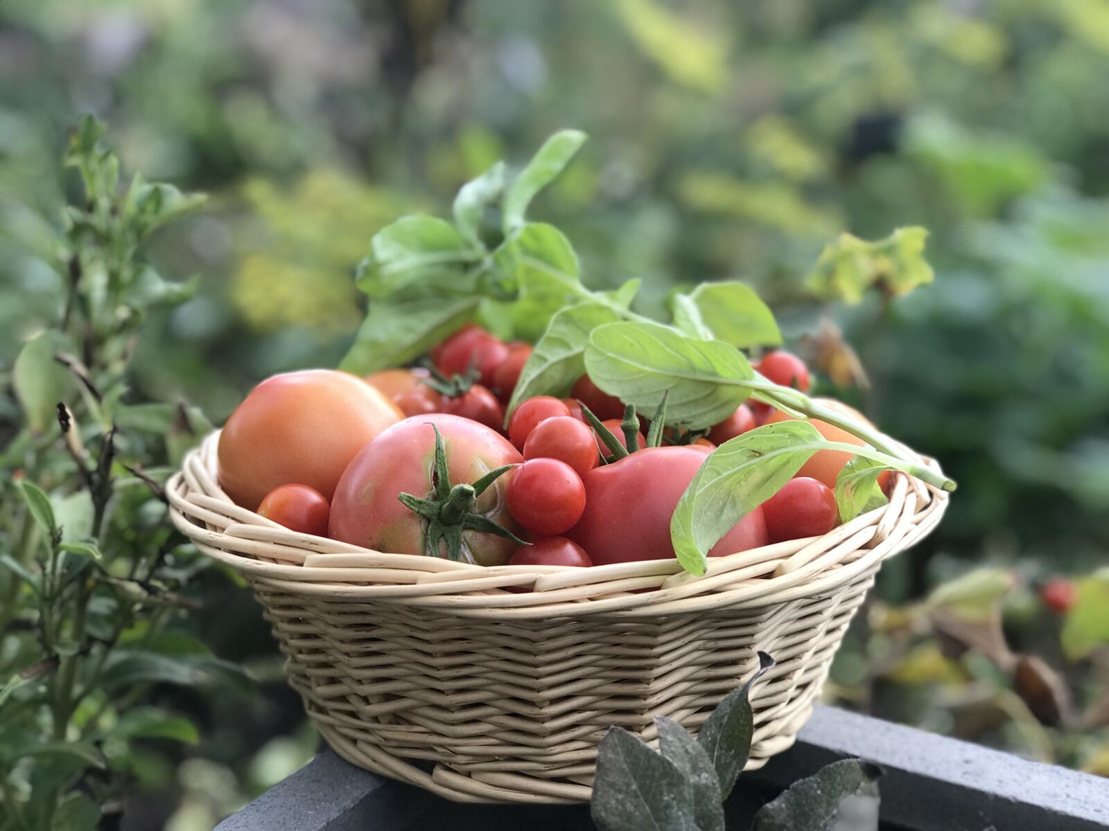 Apple iPhone 7 Plus sample photo. Basket of tomatoes, garden photography