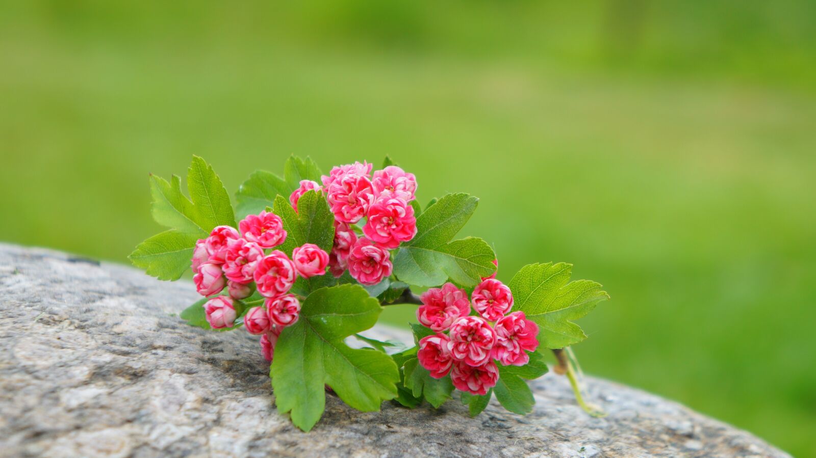 Sony Alpha a3000 + Sony E 18-55mm F3.5-5.6 OSS sample photo. Nature, plants, pink photography