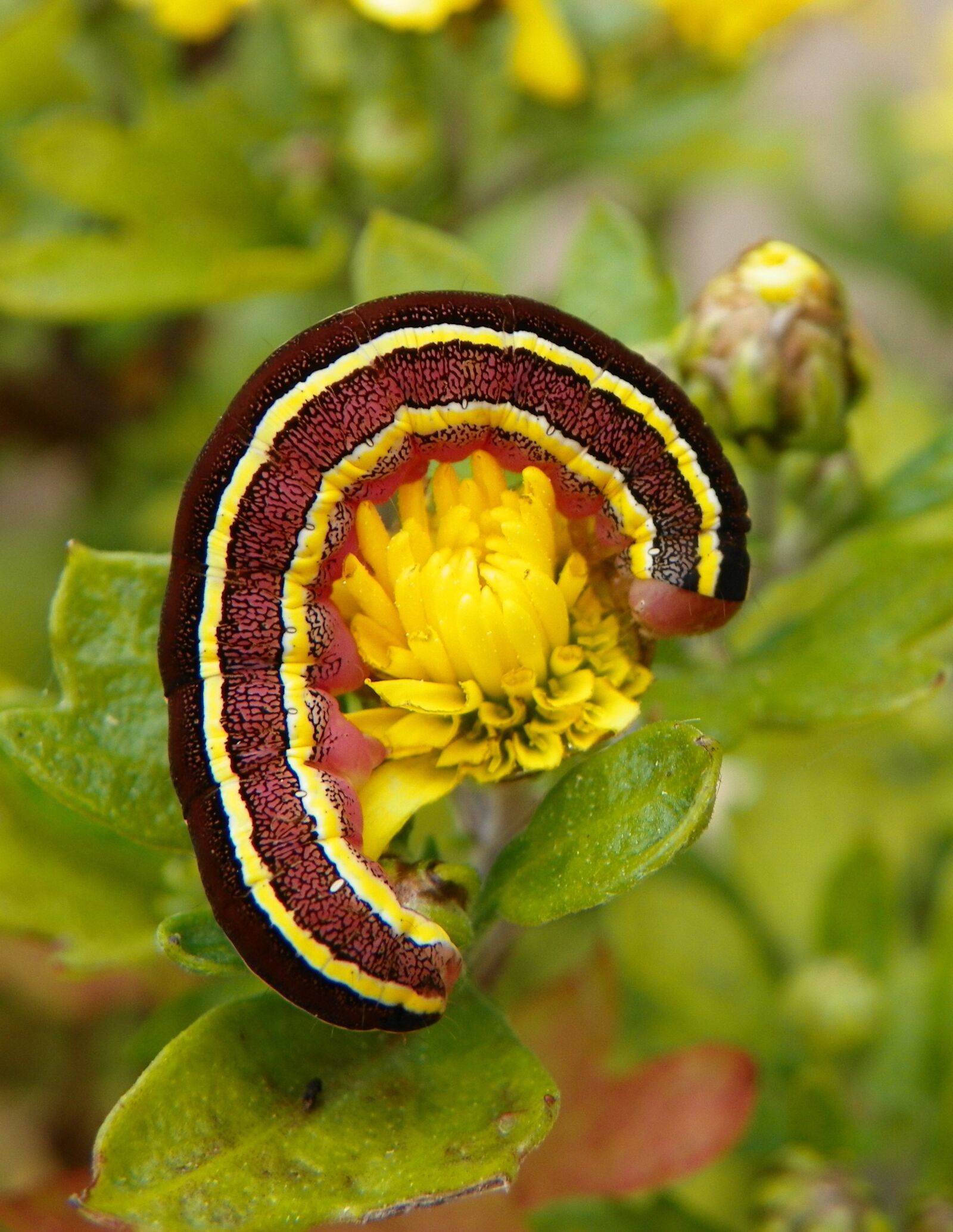 Kodak EasyShare Z981 sample photo. Caterpillar, stripes, striped photography