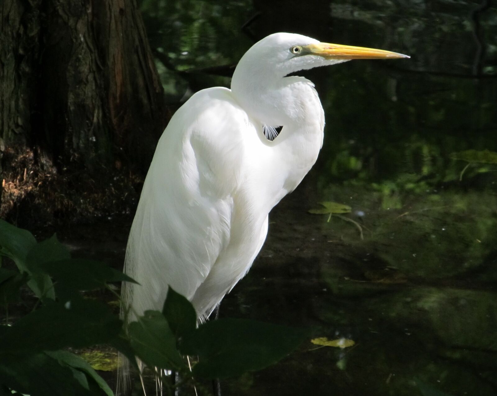 Canon PowerShot SX130 IS sample photo. Great egret, waterfowl, bird photography