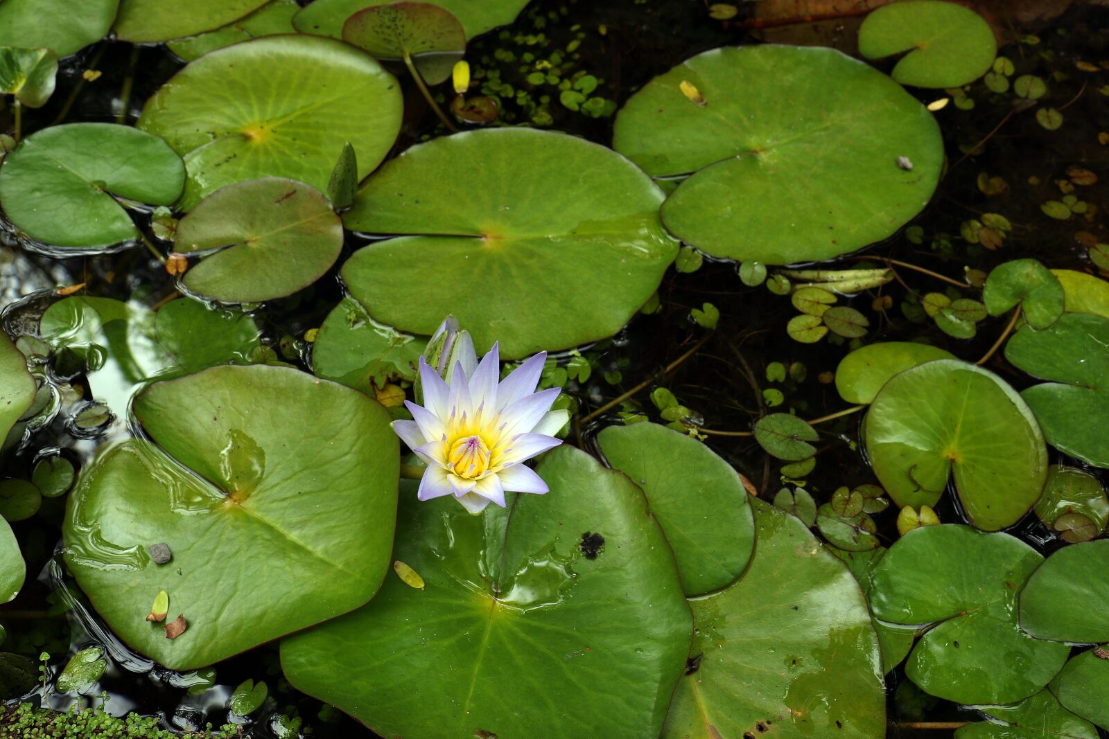 Canon EOS 7D Mark II sample photo. Water lily, water plant photography