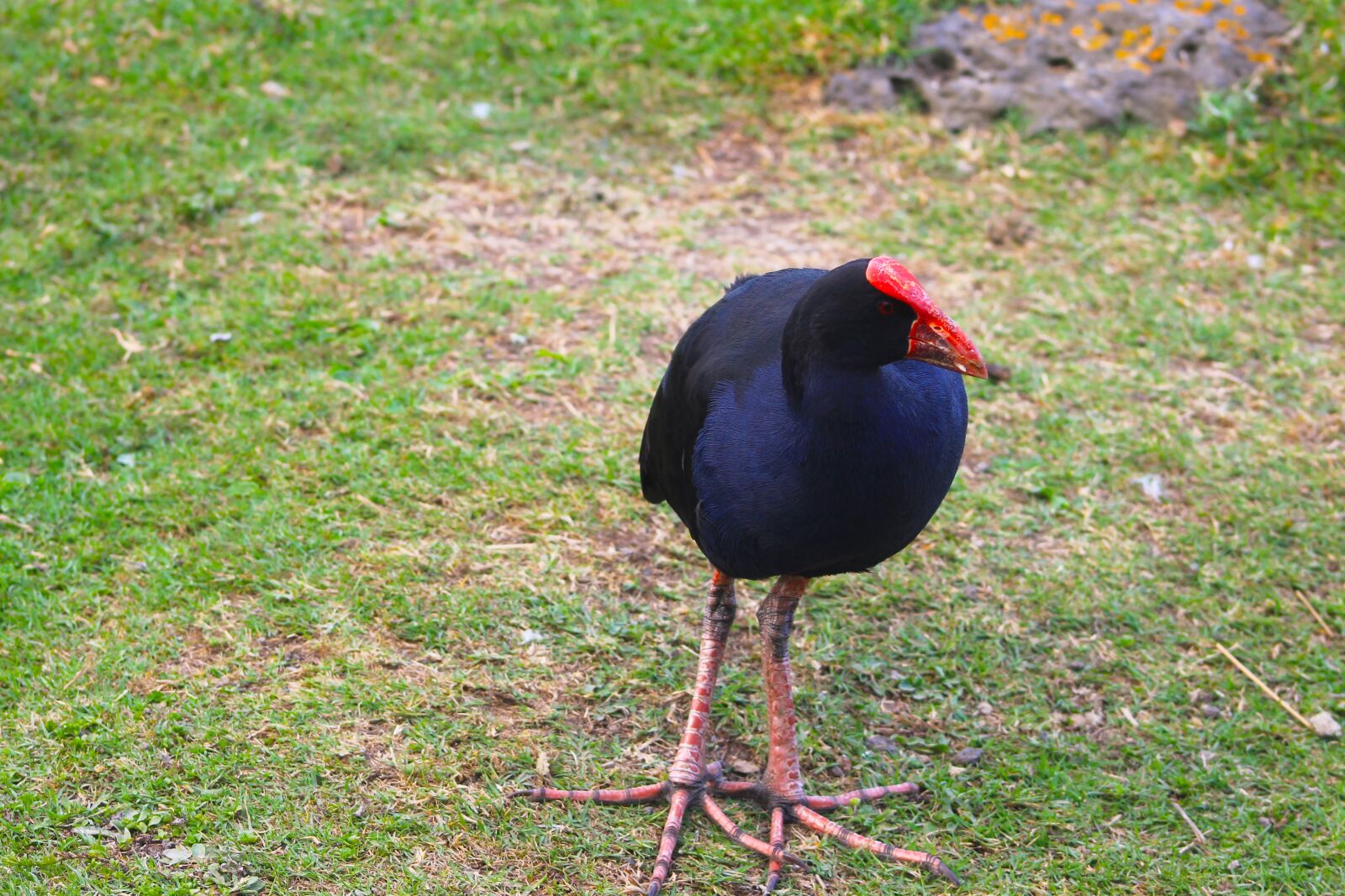 Canon EF75-300mm f/4-5.6 sample photo. Birds in new zealand photography