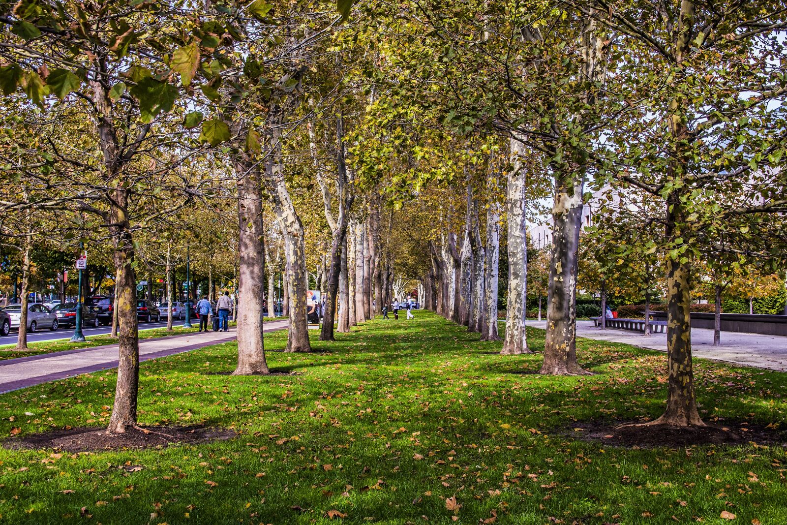 Nikon D7200 sample photo. Tree, landscape, nature photography