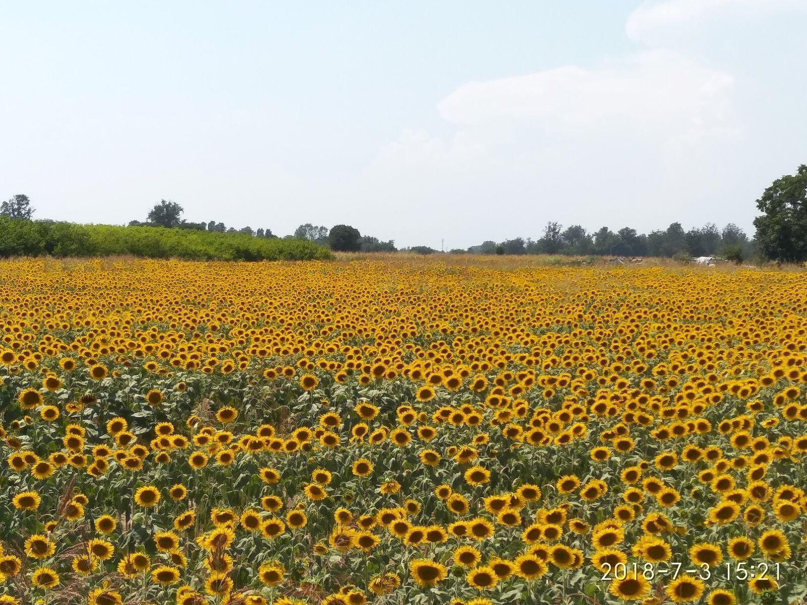 Xiaomi Redmi 5 Plus sample photo. Field, sunflowers, flowers photography