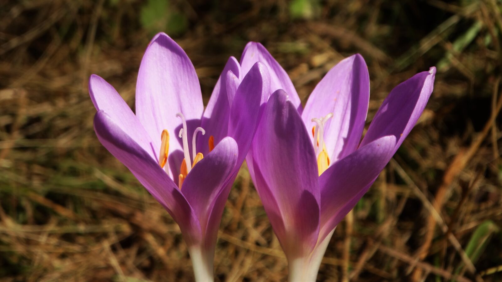 Sony Cyber-shot DSC-HX300 sample photo. Flowers, petals, crocus photography
