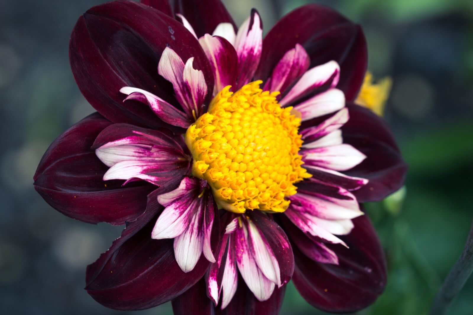 Canon EOS 70D sample photo. Dahlia hortensis, dahlia, neck photography