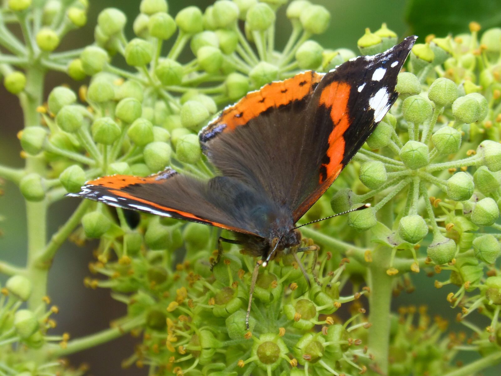 Panasonic DMC-FZ62 sample photo. Butterfly, atalanta, vanessa atalanta photography