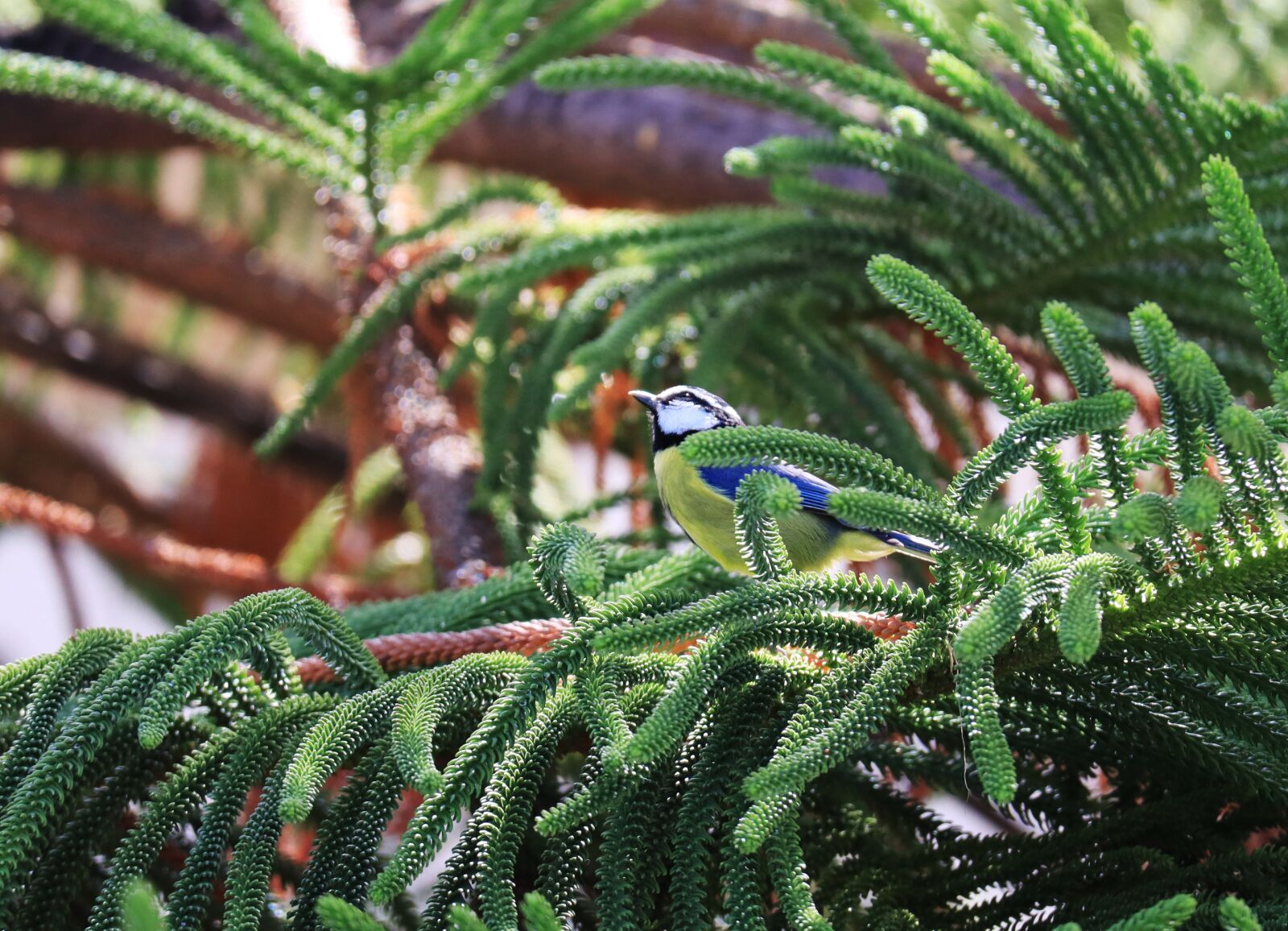 Canon EF-M 55-200mm F4.5-6.3 IS STM sample photo. Blue african tit, bird photography