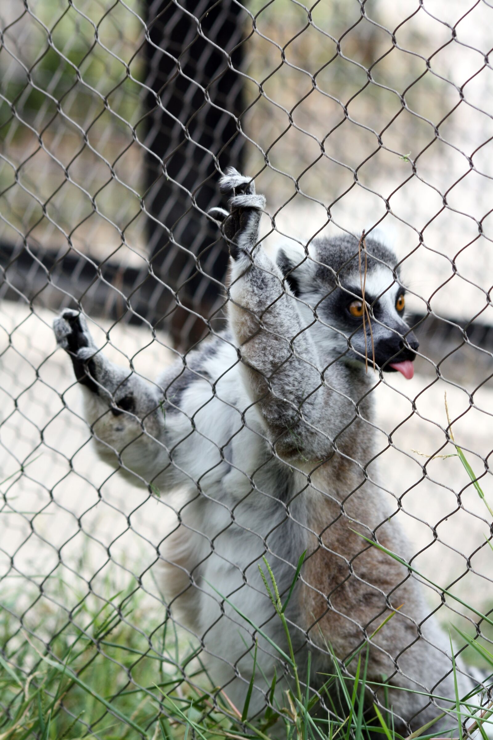 Canon EOS 1000D (EOS Digital Rebel XS / EOS Kiss F) sample photo. Lemur, language, zoo photography