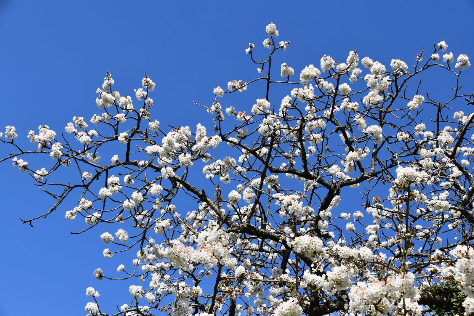 Nikon D5600 sample photo. Flowers, cherry blossoms, shrub photography