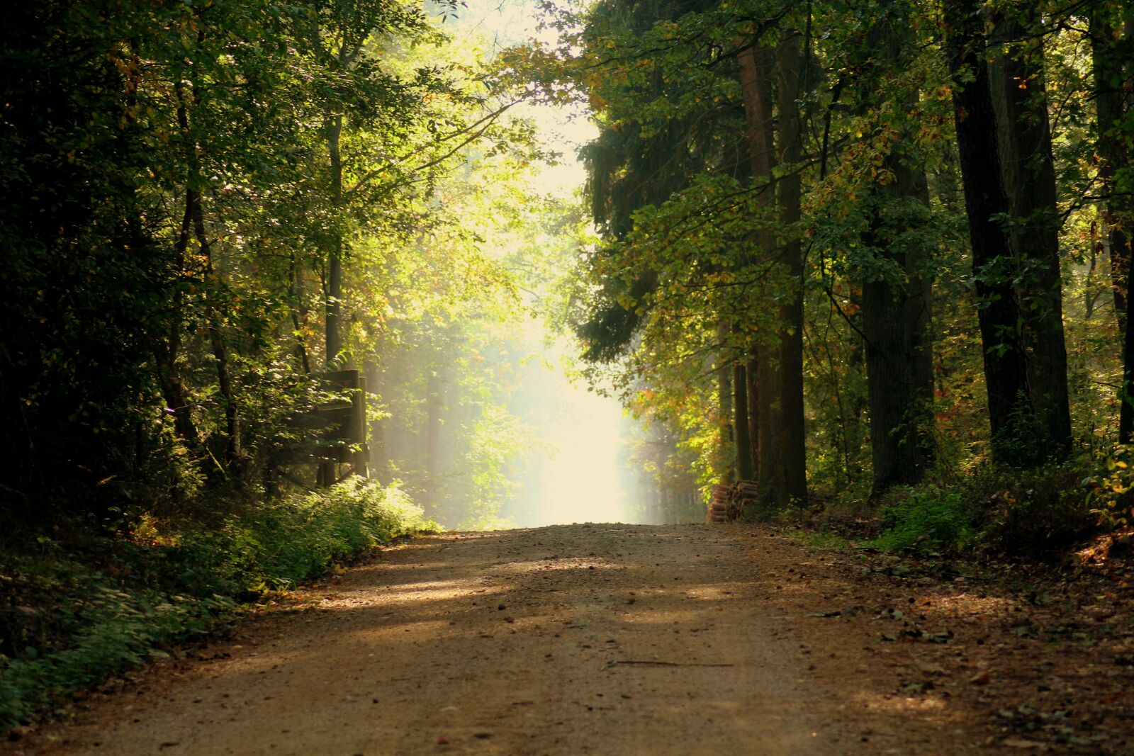 Canon EOS 1200D (EOS Rebel T5 / EOS Kiss X70 / EOS Hi) sample photo. Forest, morning, the fog photography