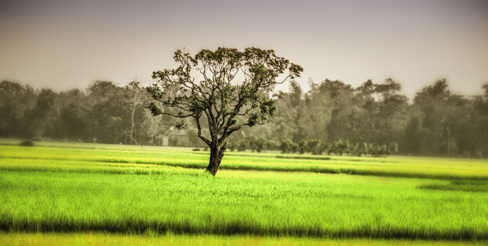 Canon EOS 70D sample photo