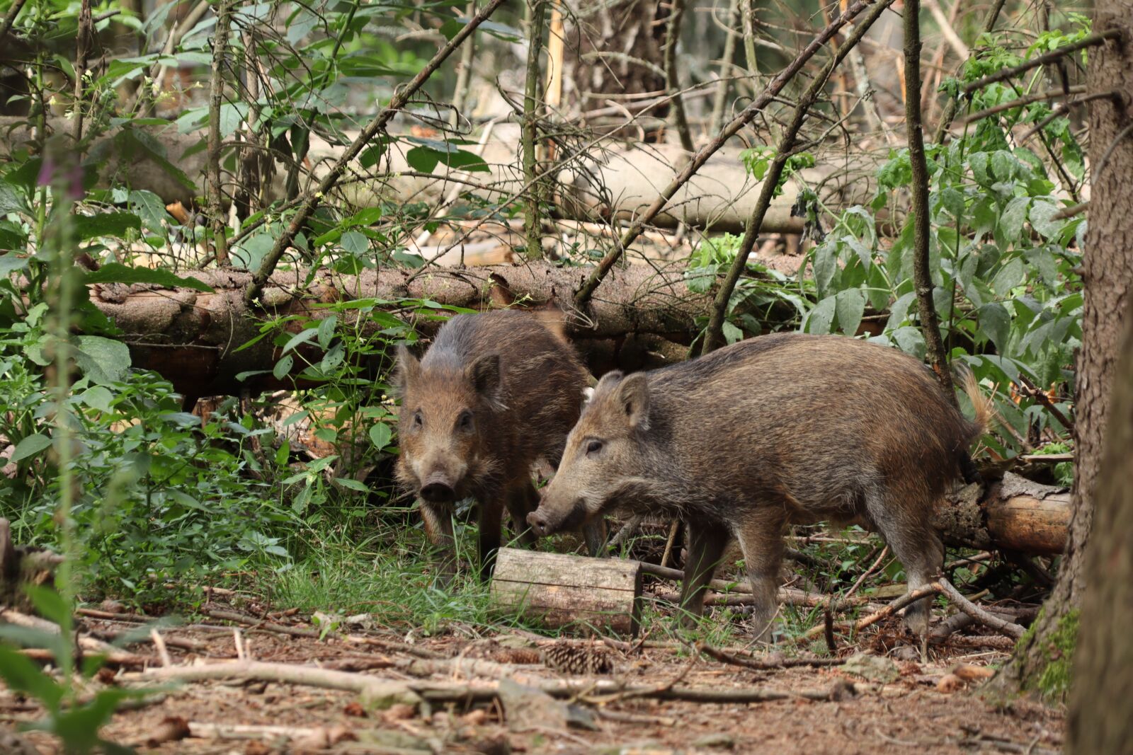 Canon EOS M50 (EOS Kiss M) sample photo. Boar, pig, mammal photography