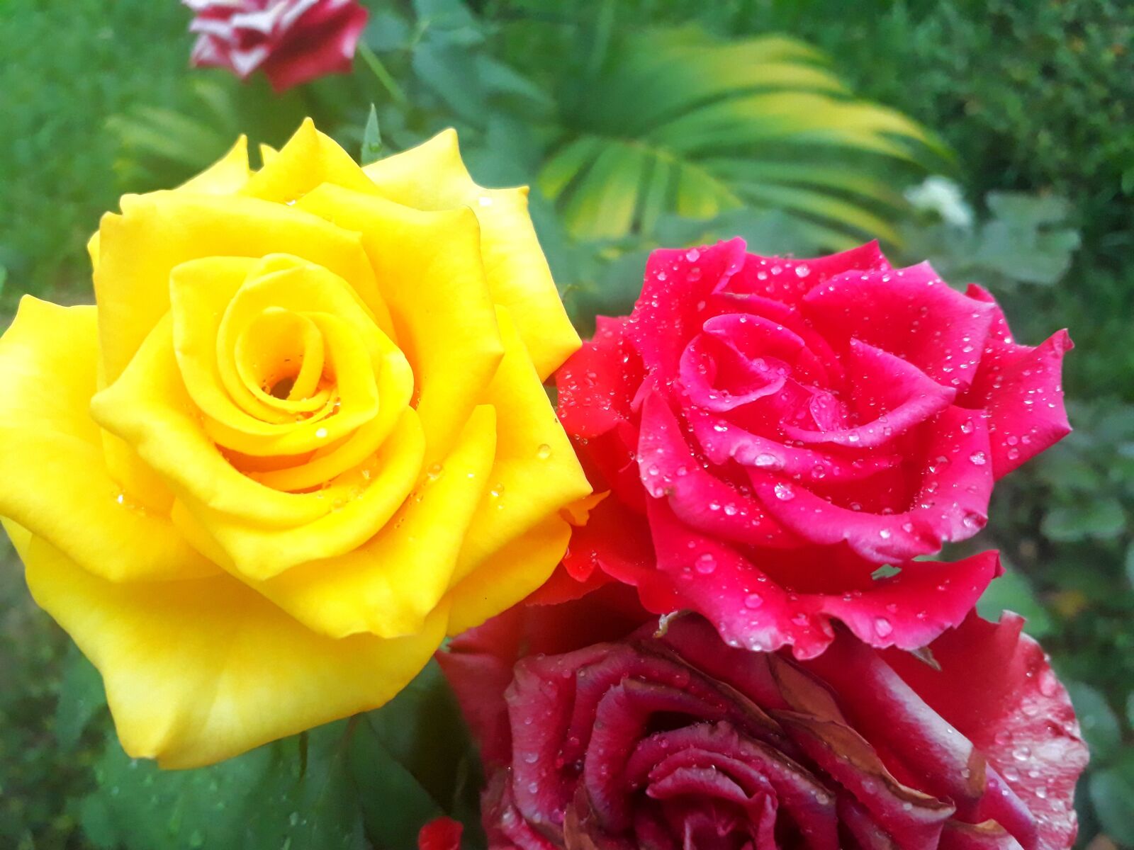 Samsung Galaxy J5 Prime sample photo. Rose, nature, flower photography