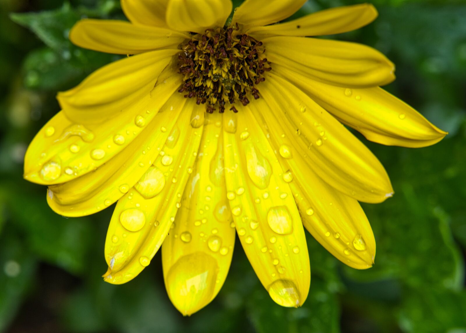 Sony a6400 sample photo. Rain, raindrop, drop of photography