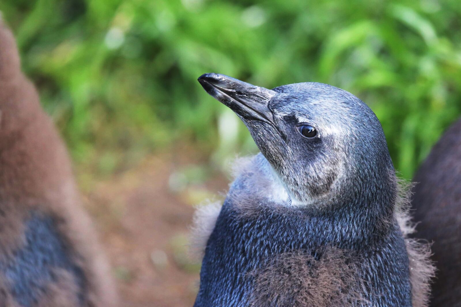 Canon EF 100-400mm F4.5-5.6L IS USM sample photo. Penguin, bird, grey bird photography