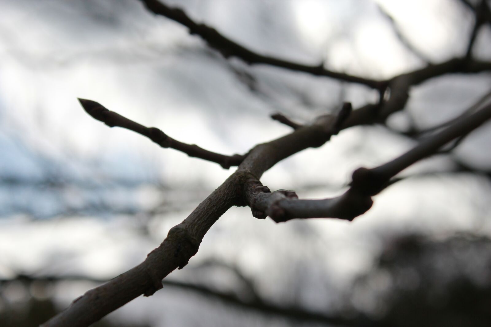 Canon EOS 600D (Rebel EOS T3i / EOS Kiss X5) sample photo. Tree, nature, garden photography