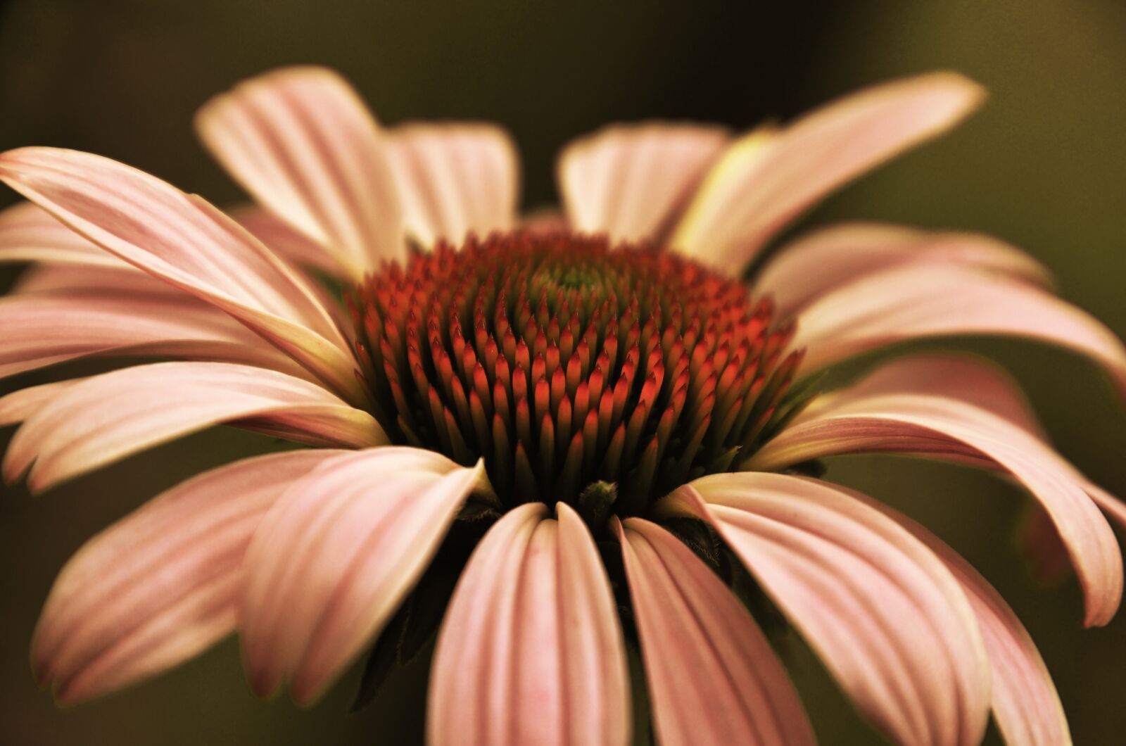Nikon D7000 sample photo. Flower, petals, mood photography