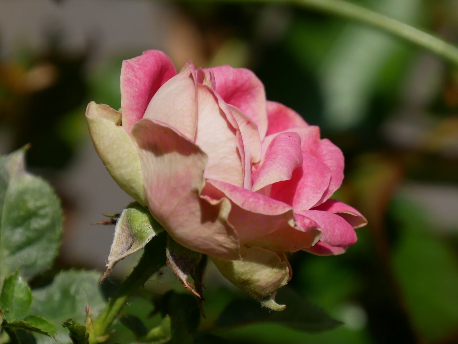 Panasonic Lumix DMC-G85 (Lumix DMC-G80) sample photo. Rose, flower, flowers photography