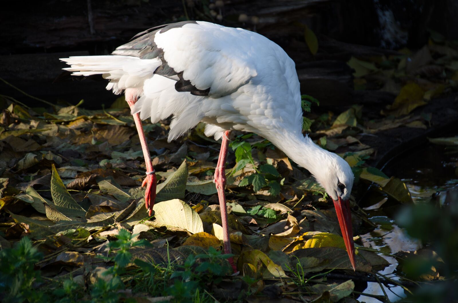 Nikon D5100 sample photo. Stork, zoo, bird photography