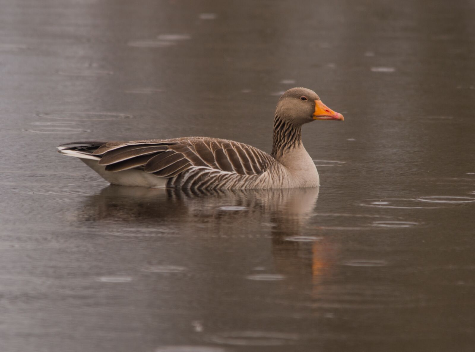 Nikon D610 sample photo. Greylag goose, bird, goose photography