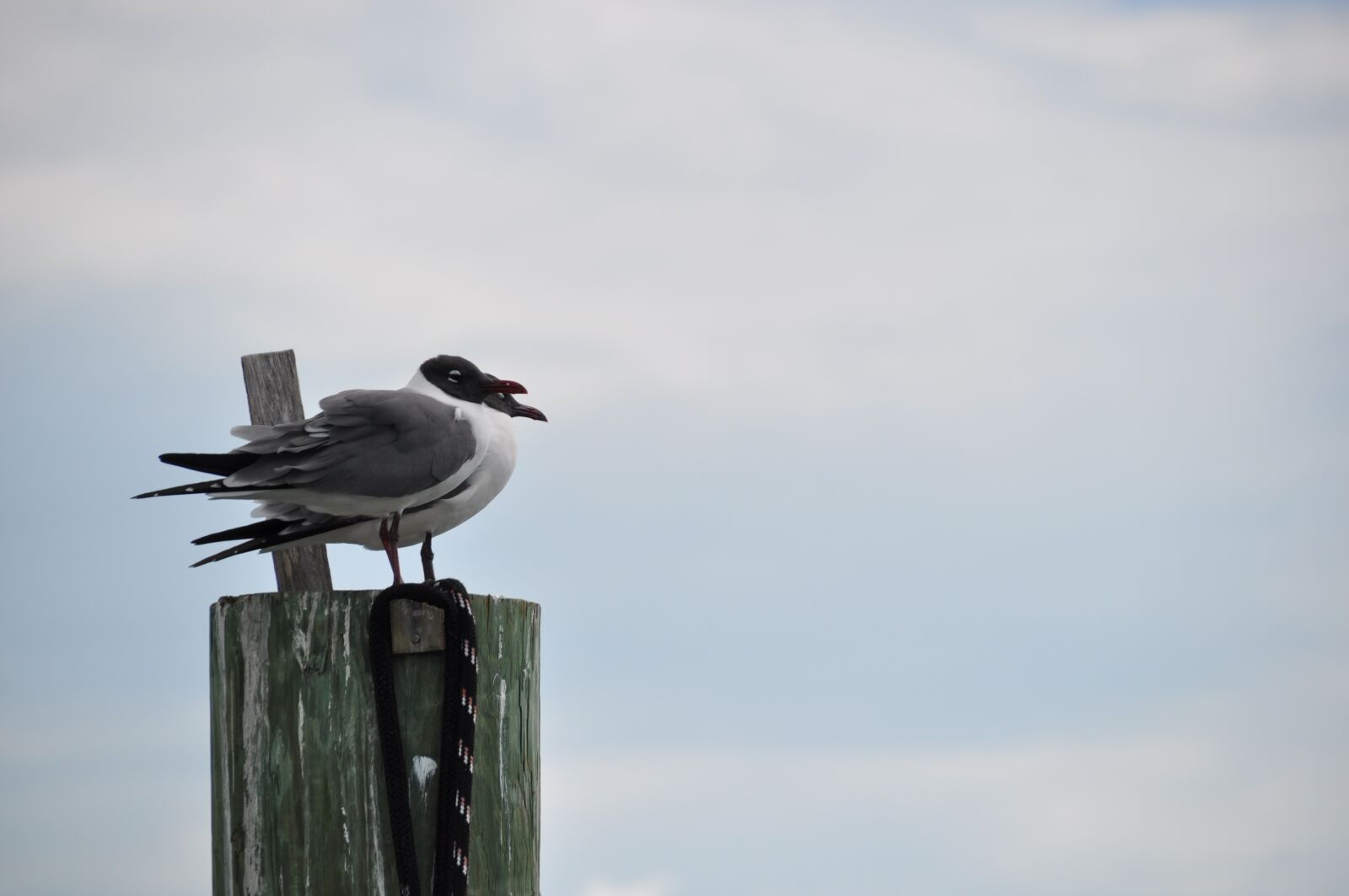 Nikon D5000 sample photo. Naturnatureza, birds, tropical birds photography