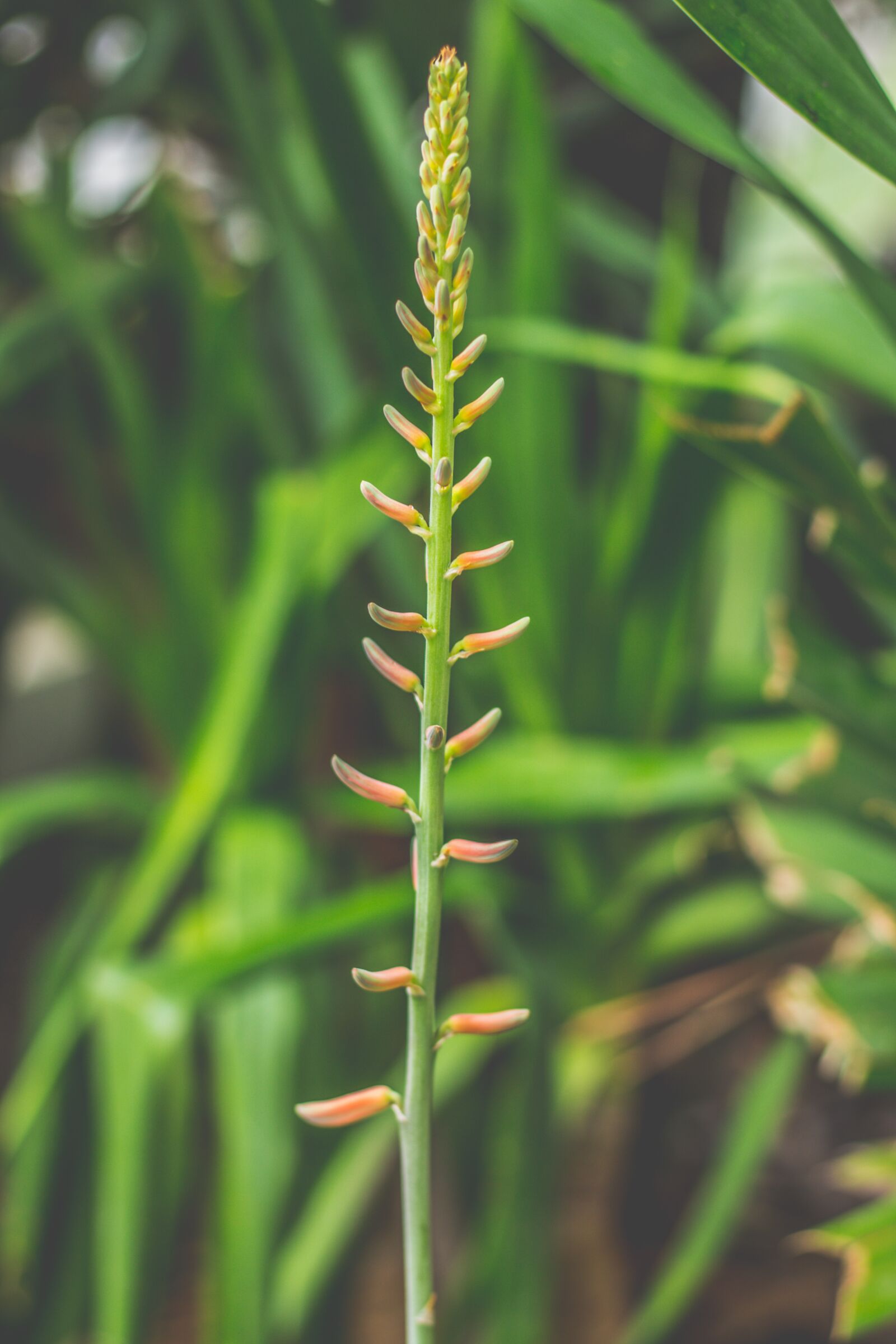 Canon EOS 700D (EOS Rebel T5i / EOS Kiss X7i) + Canon EF 50mm F1.8 STM sample photo. Elite, flower, wonderful photography