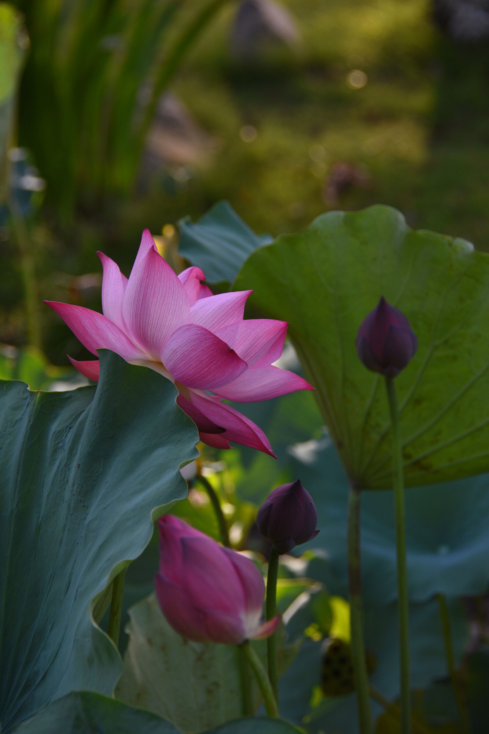 Nikon D7200 sample photo. Lotus, pink, bloom photography