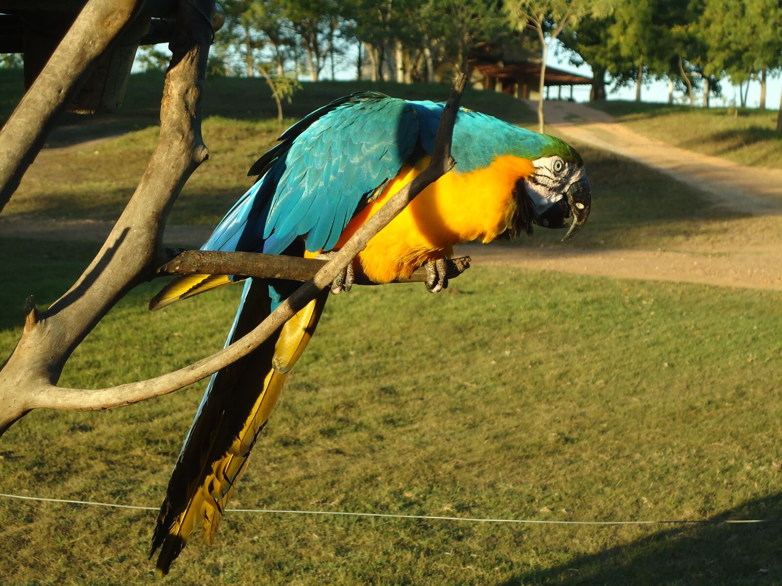 Sony Cyber-shot DSC-W320 sample photo. Blue macaw, yellow macaw photography