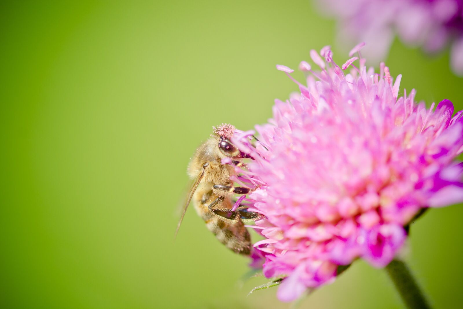Nikon D7100 sample photo. Bee, blossom, bloom photography