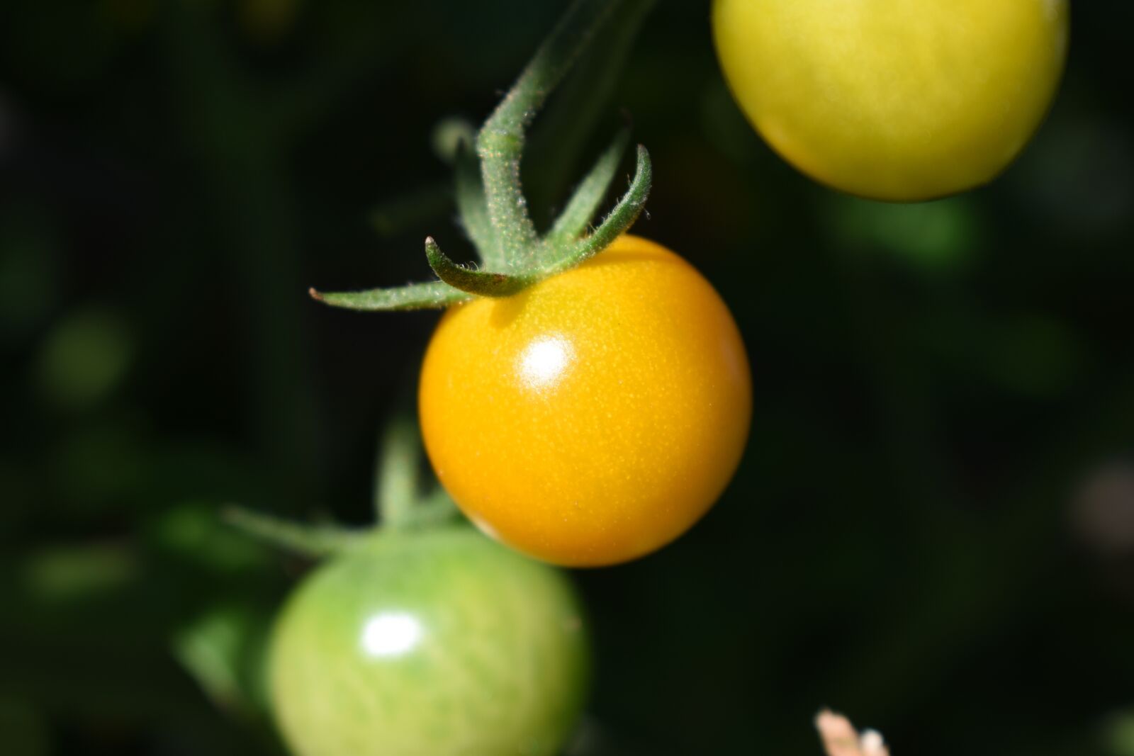 Nikon D5600 sample photo. Baby tomato, tomato, gar photography