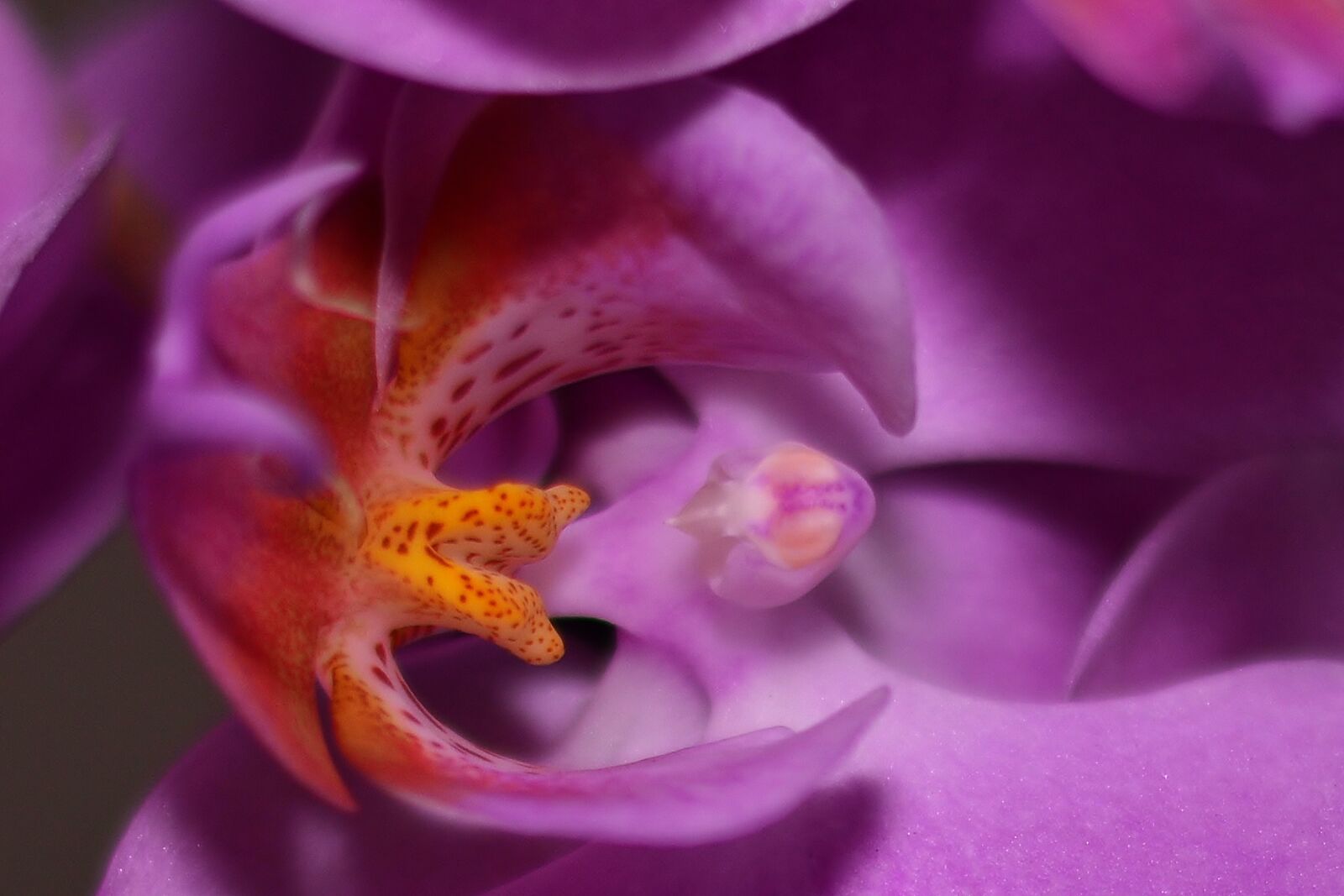Nikon D5200 sample photo. Orchid, blossom, bloom photography