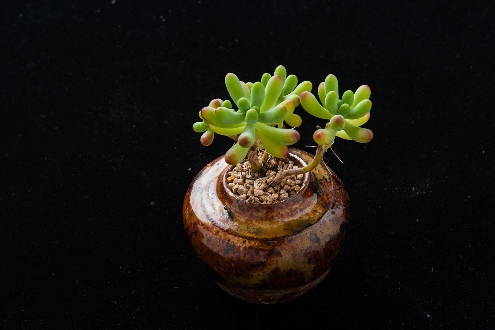Nikon D700 sample photo. The fleshy, plant, gardening photography
