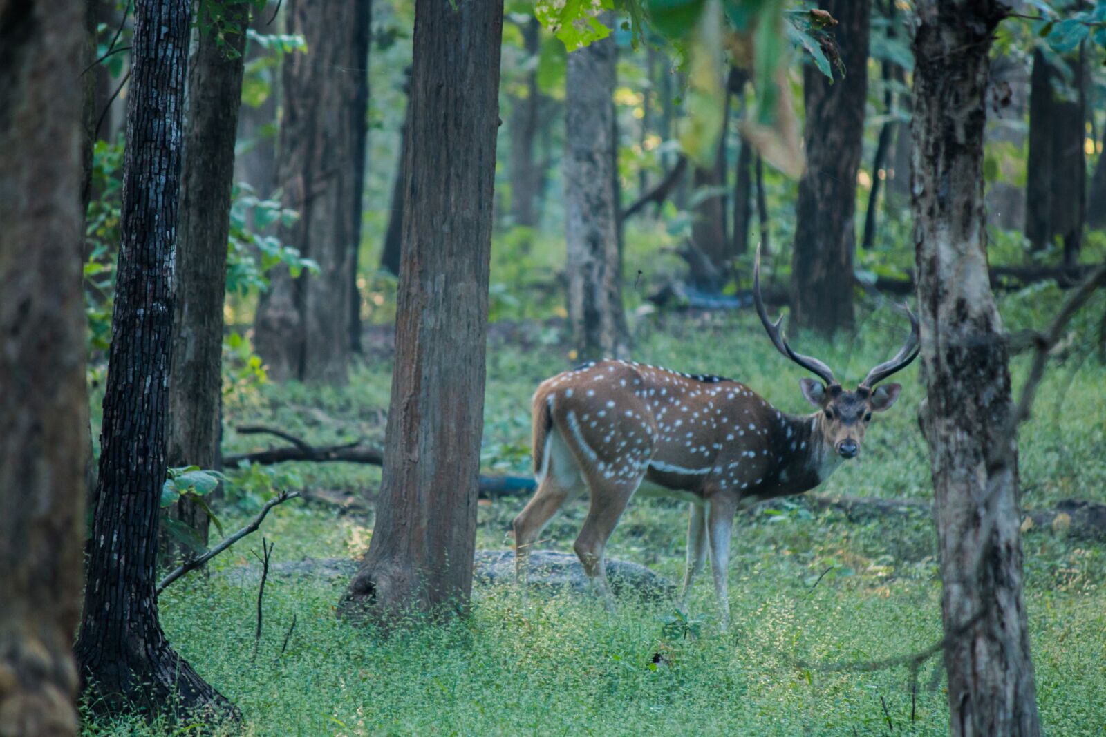 Canon EOS 70D + Canon EF-S 55-250mm F4-5.6 IS sample photo. Spotted deer, deer, forest photography