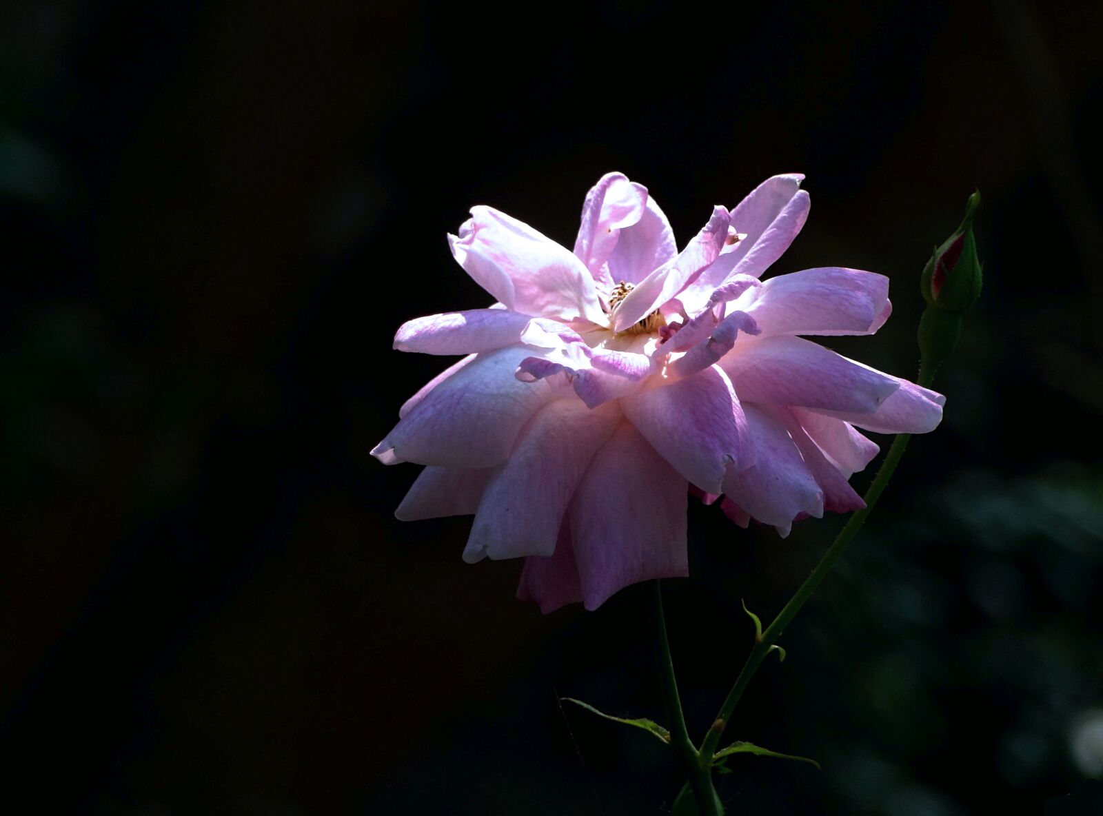 Sony Cyber-shot DSC-HX9V sample photo. Beauty, flower, rose photography