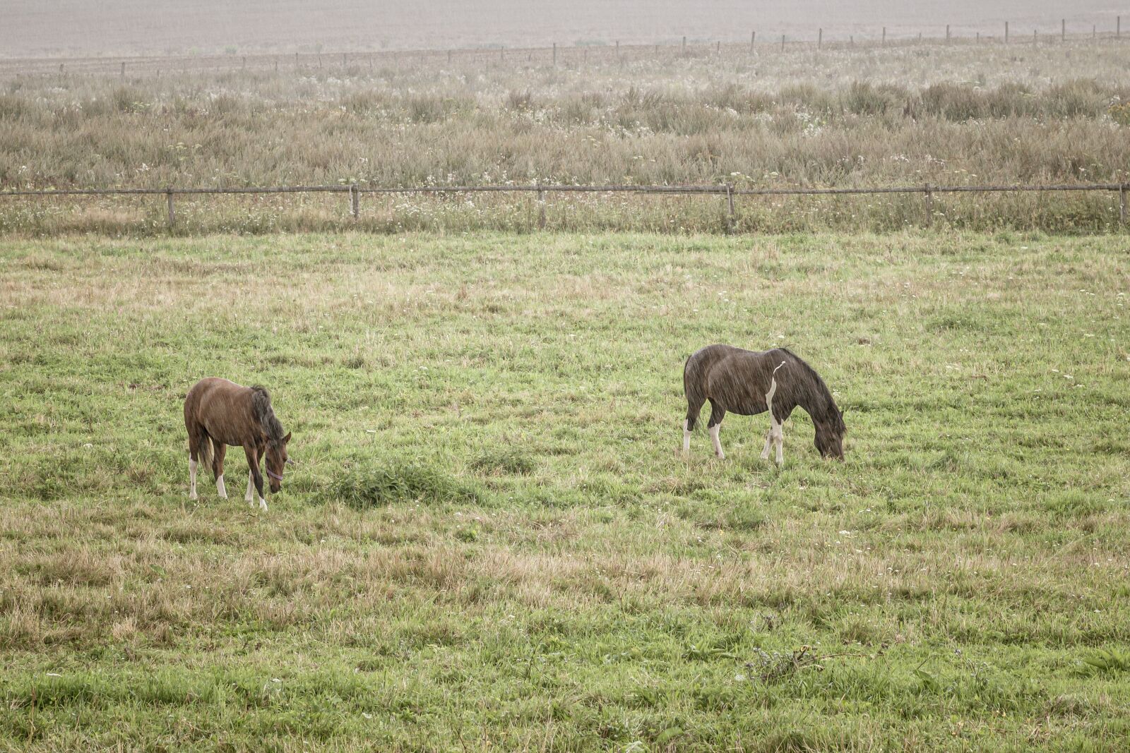 Pentax K-S2 + Pentax smc D-FA 100mm F2.8 Macro WR sample photo. Horses, meadow, pasture land photography
