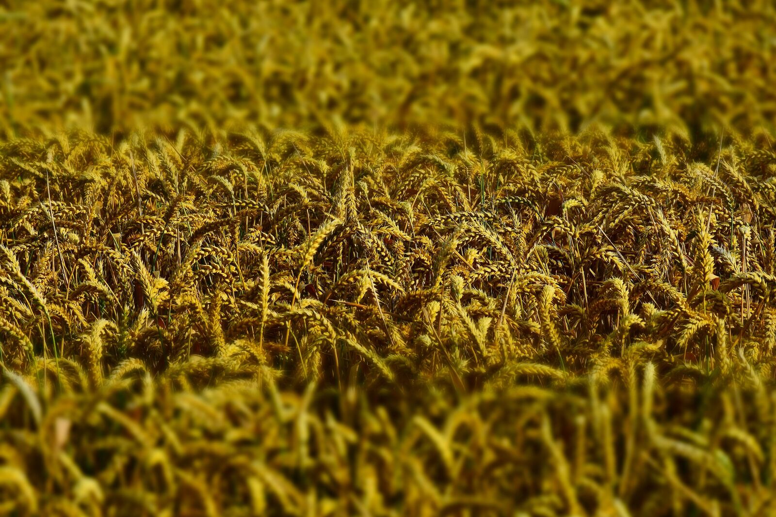Nikon D7200 sample photo. Wheat, wheat field, wheat photography