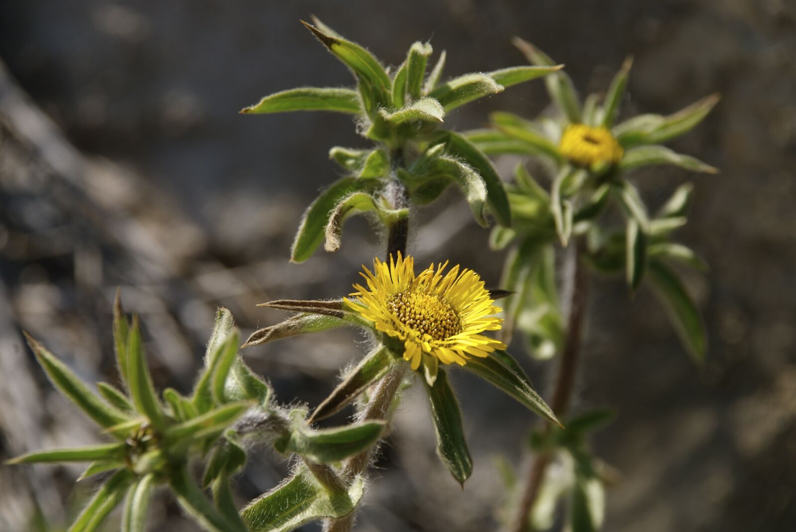 Nikon D40X sample photo. Yellow flowers, mediterranean vegetation photography