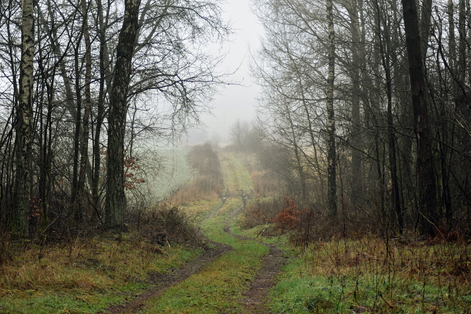 Nikon D3400 sample photo. Forest, way, the fog photography