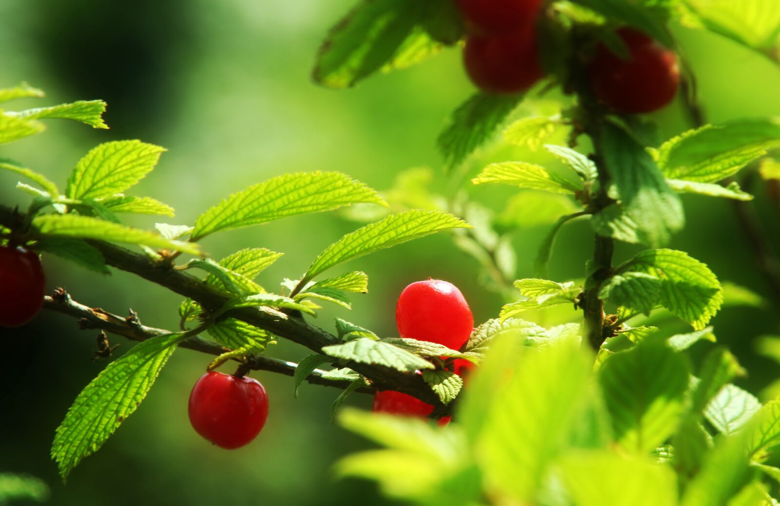 Canon EOS 600D (Rebel EOS T3i / EOS Kiss X5) sample photo. Cherry, background, berries photography