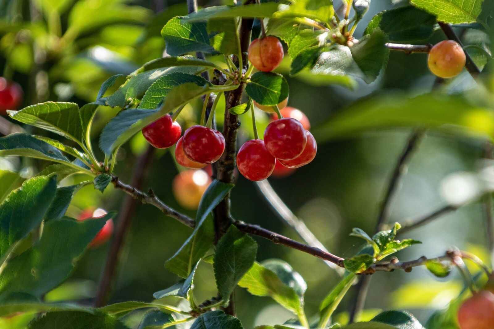 Canon EOS 750D (EOS Rebel T6i / EOS Kiss X8i) + Canon TS-E 90mm F2.8 Tilt-Shift sample photo. Cherry, green, leaves photography