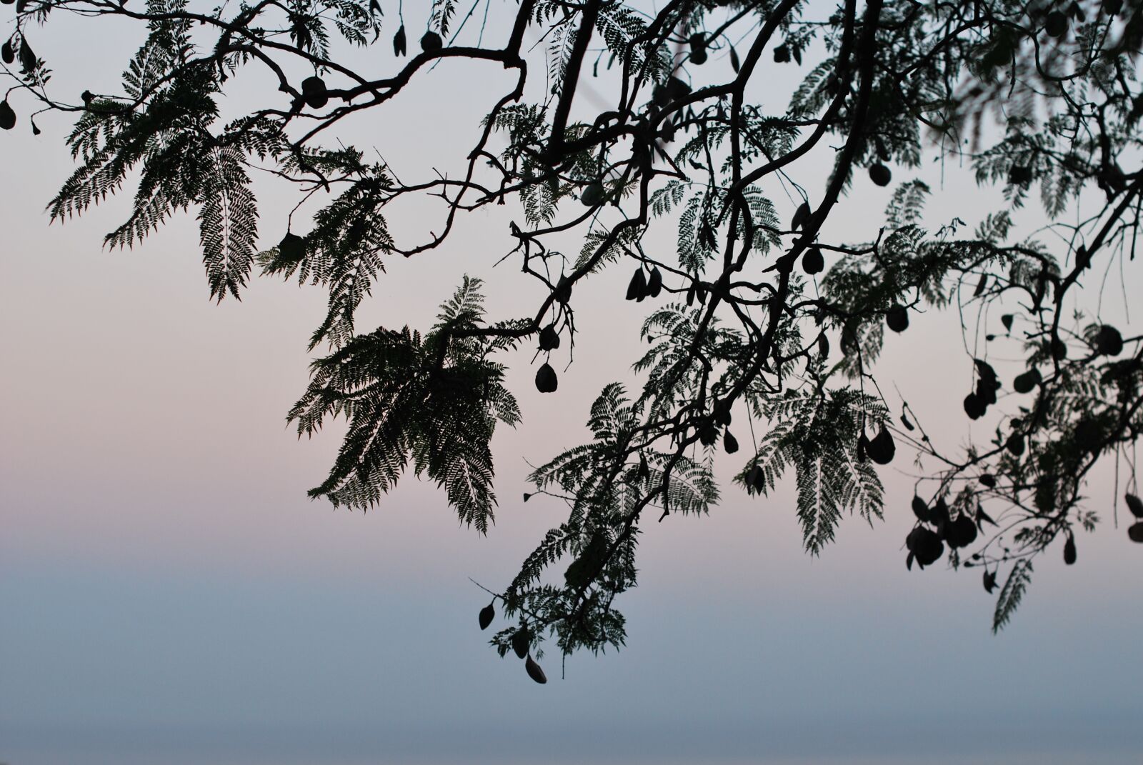 Nikon D60 sample photo. Tree, silhouette, sunset photography