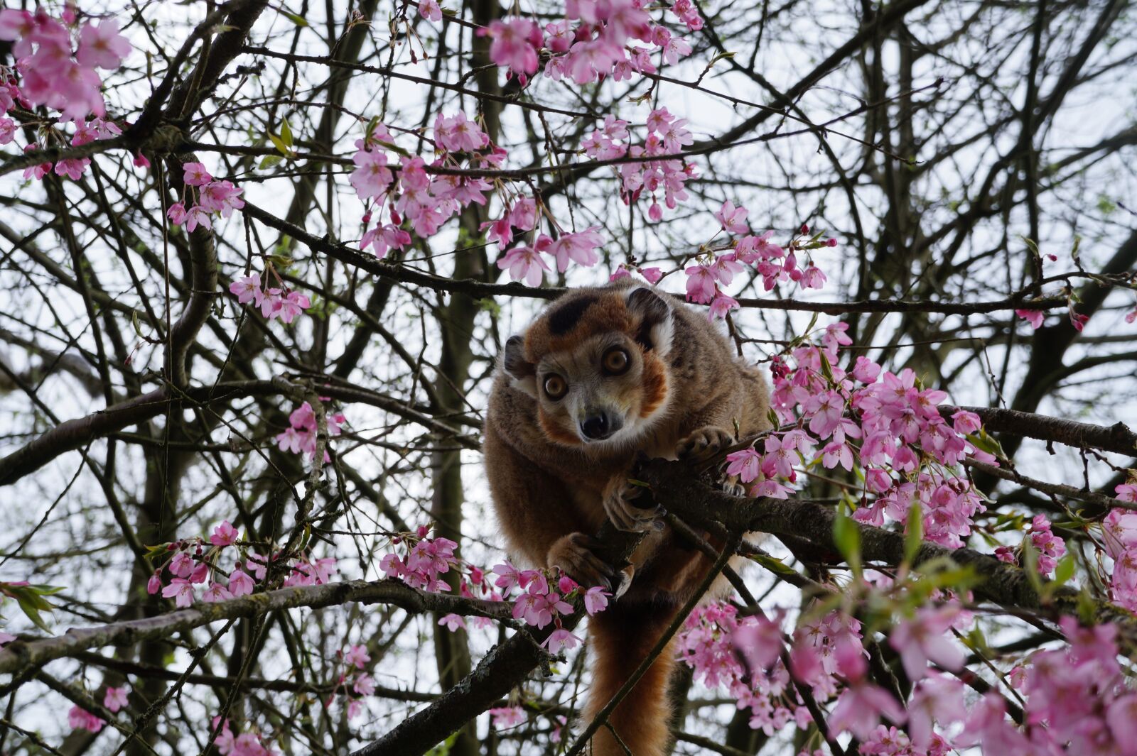 Sony Alpha a3000 sample photo. Monkey, tree, zoo photography