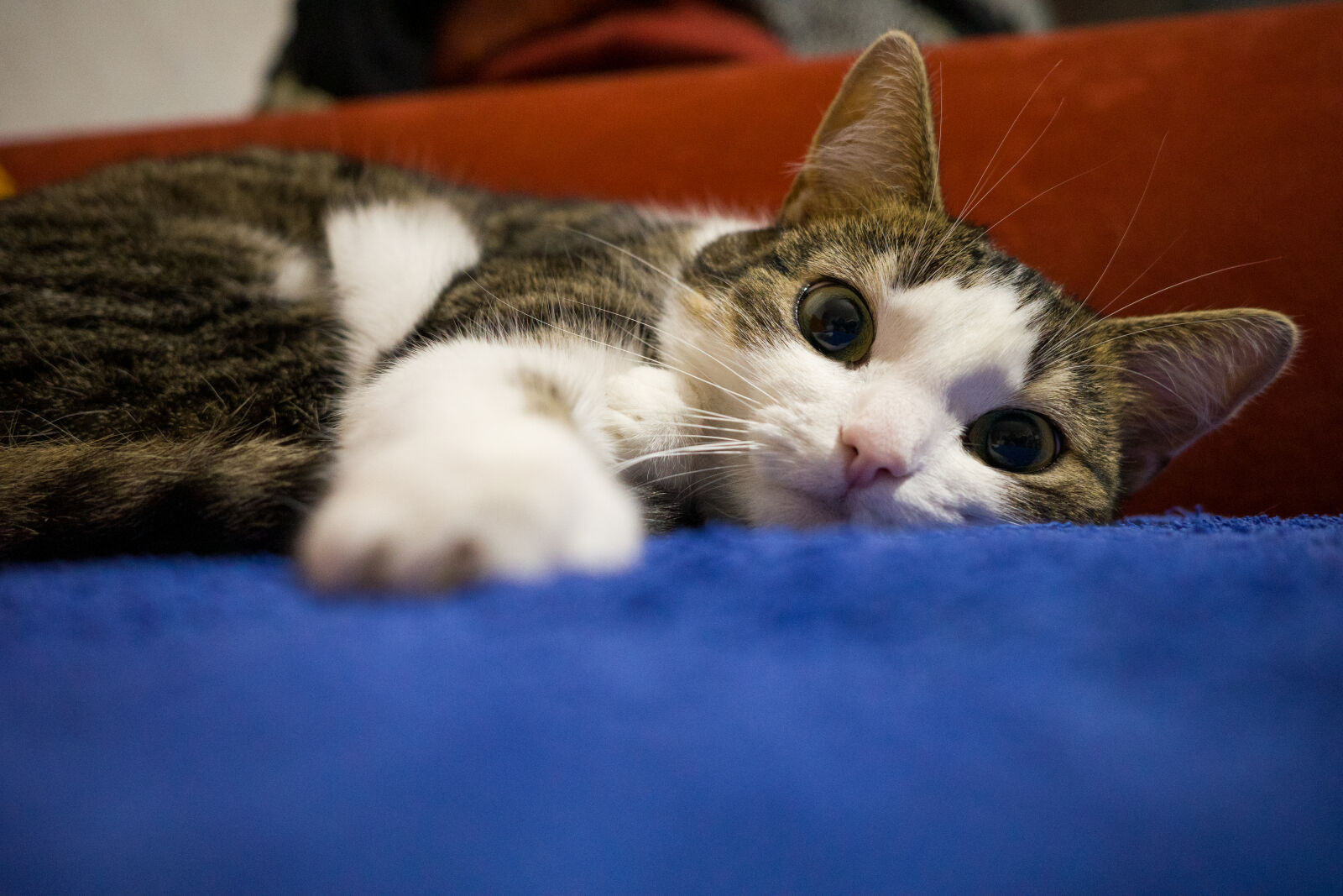 Ricoh GR IIIx sample photo. Cat stare photography