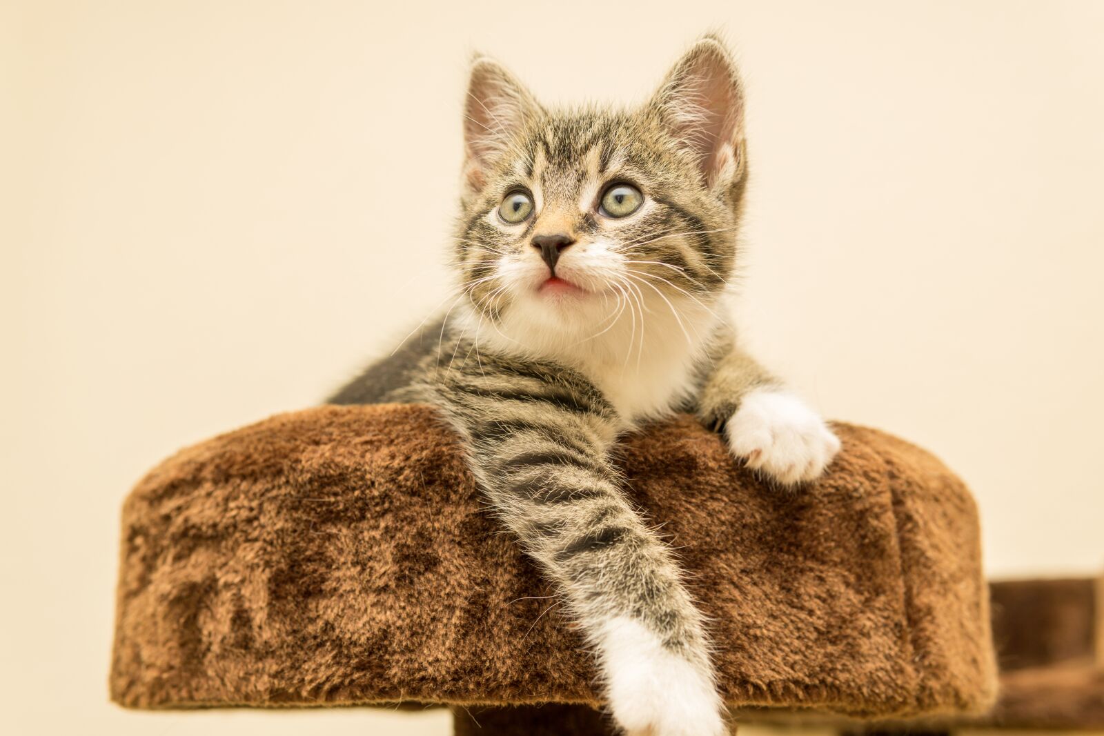 30mm F1.4 DC DN | Contemporary 016 sample photo. Cat, small, mackerel photography