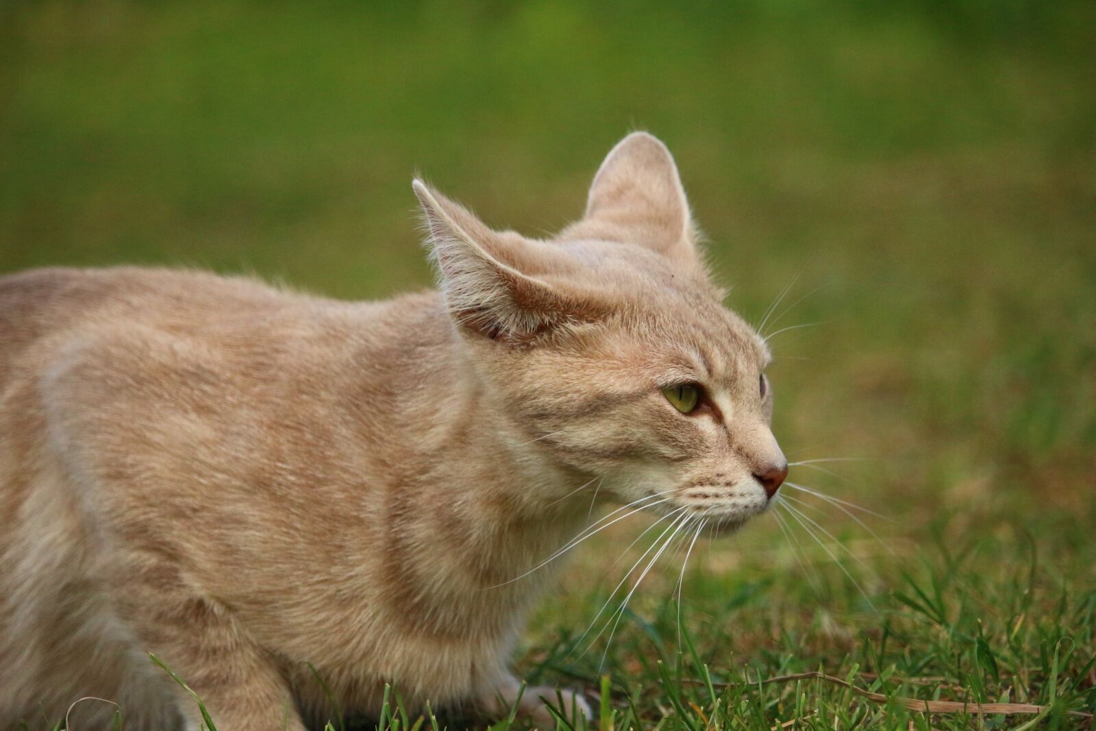 Canon EOS 100D (EOS Rebel SL1 / EOS Kiss X7) sample photo. Cat, mieze, kitten photography