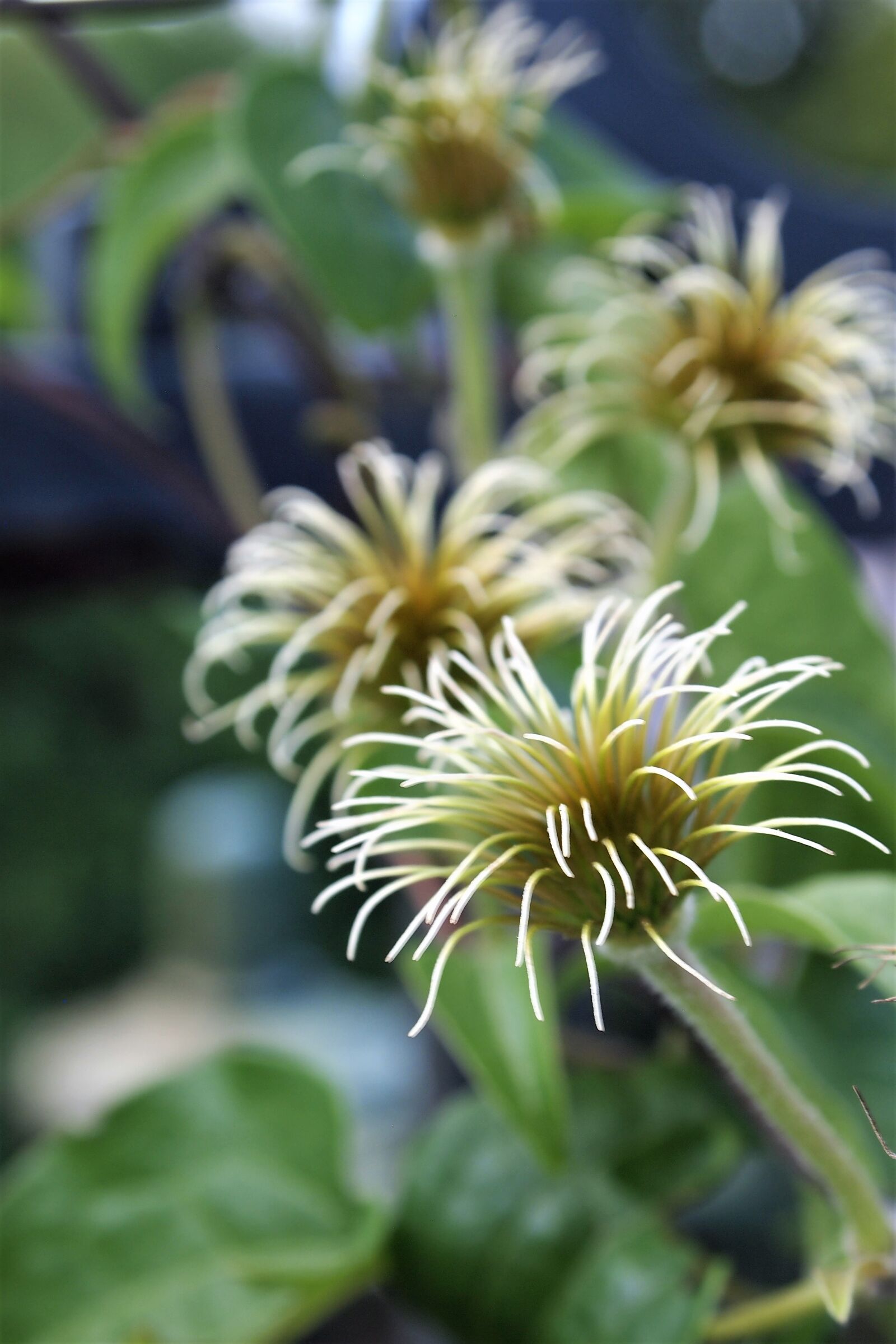 Olympus PEN E-PL1 sample photo. Clematis, climbing, plant, flower photography