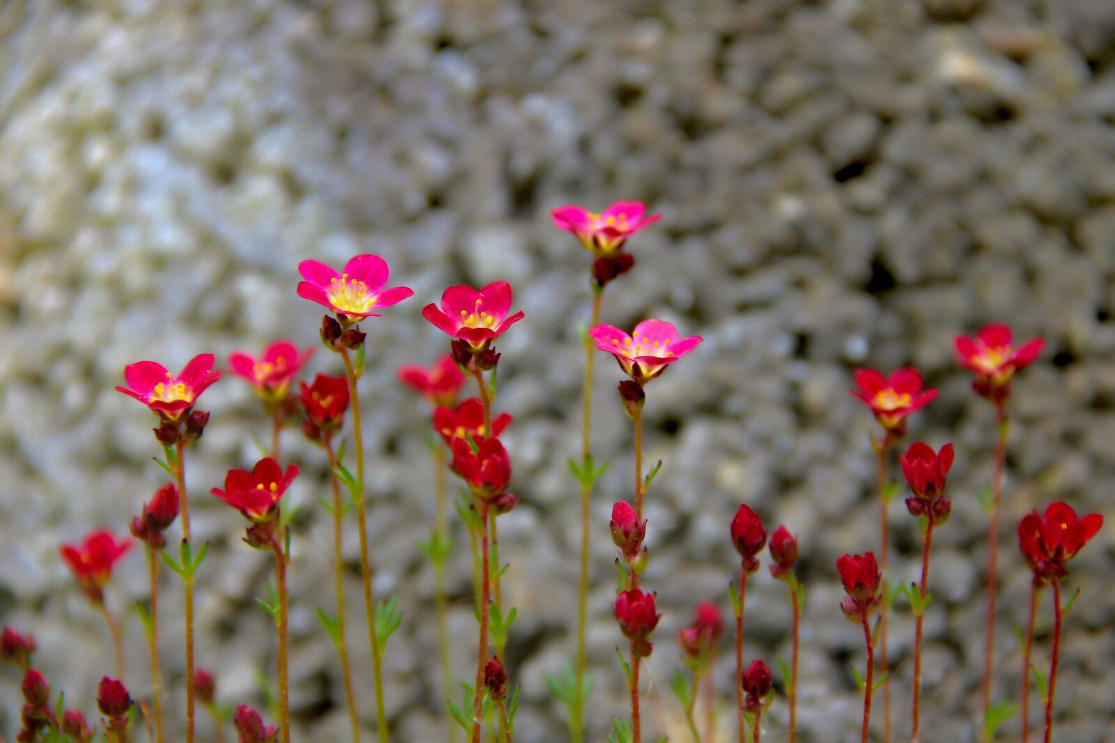 Canon EOS 1100D (EOS Rebel T3 / EOS Kiss X50) sample photo. Saxifrage, saxifraga, moss saxifrage photography